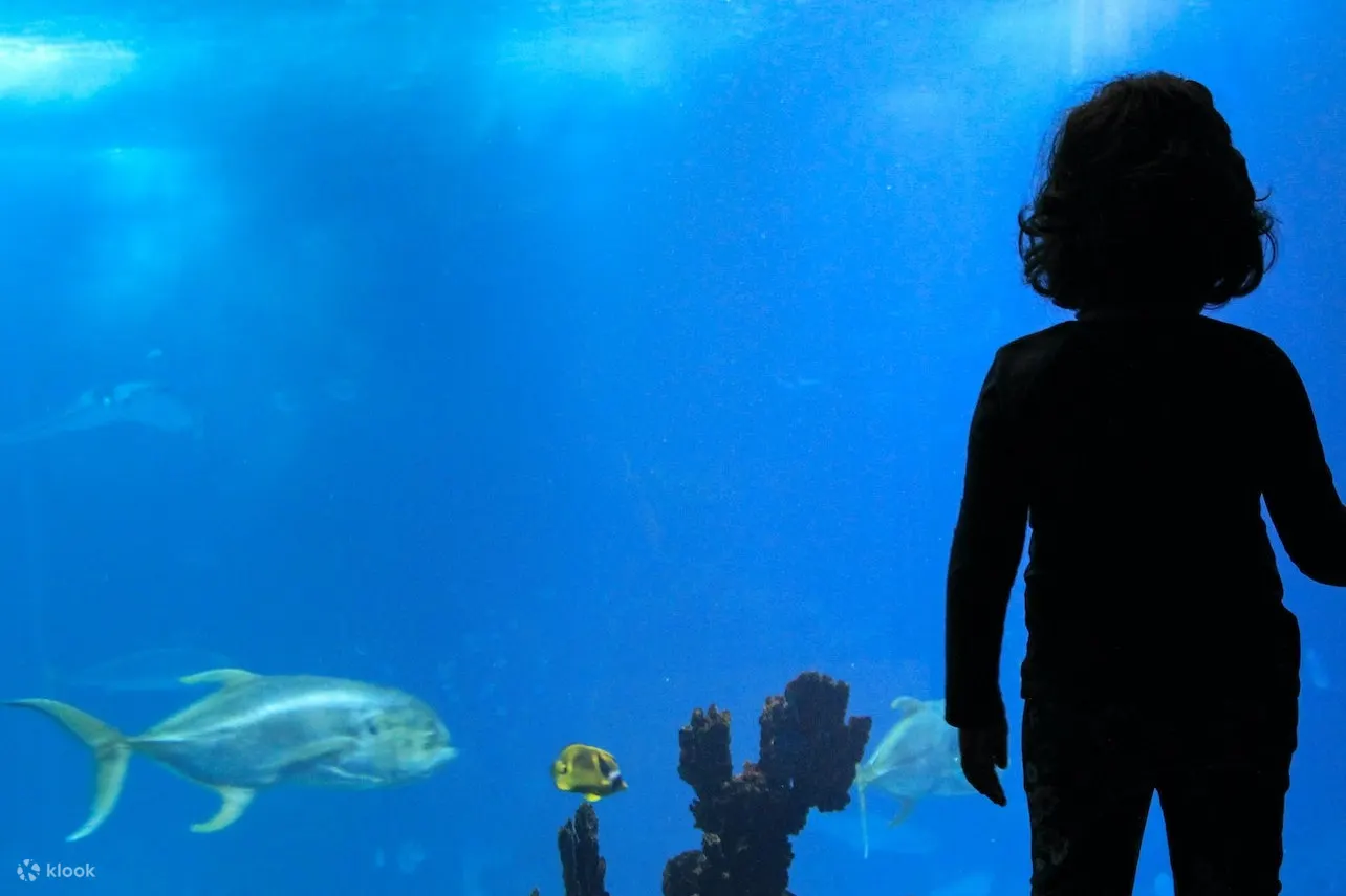 孩子在水族馆看鱼