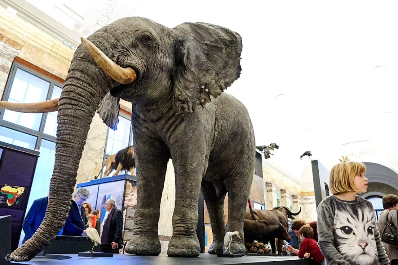 Tauchen Sie ein in Afrikas Kulturerbe mit einem Besuch des Königlichen Museums für Zentralafrika in Tervuren