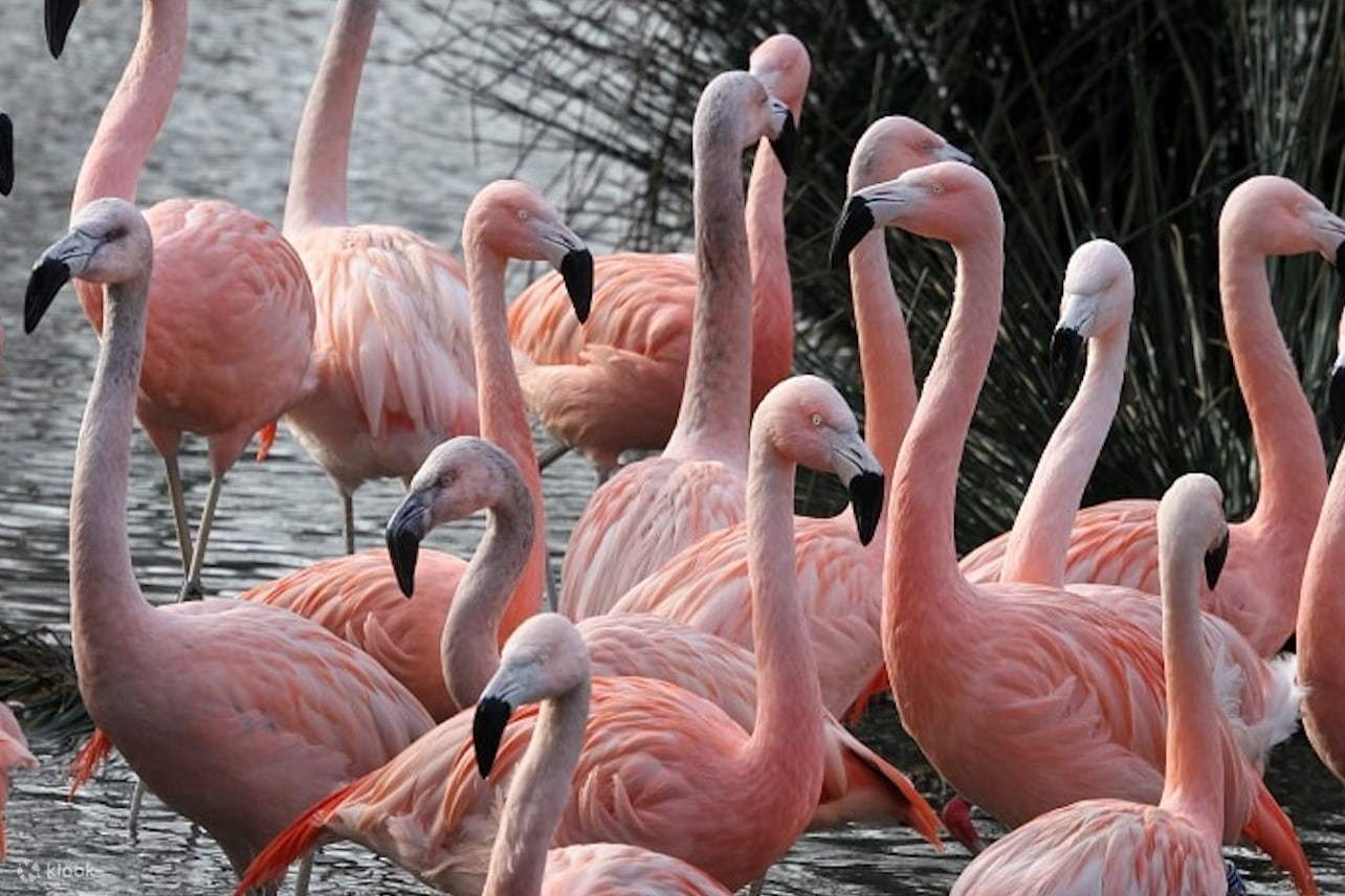 阿提斯動物園 (Artis Zoo Amsterdam) 紅鶴