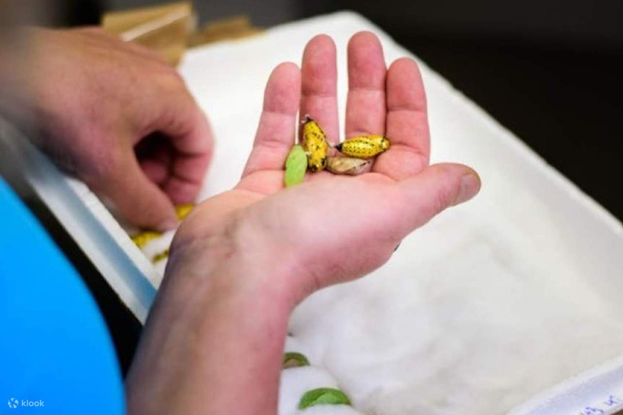 A man holding a few cocoons