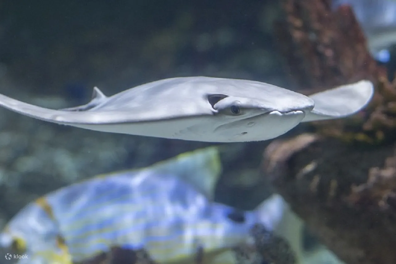 水族馆门票