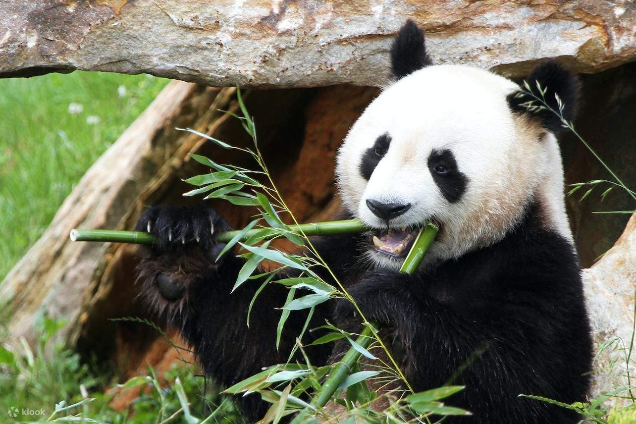 대왕판다가 대나무를 먹는 모습
