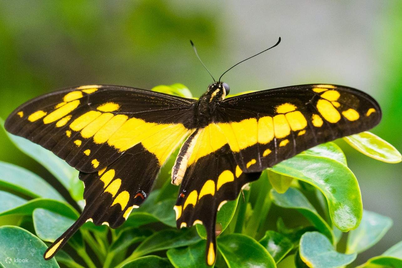 A King swallowtail butterfly resting on leaves