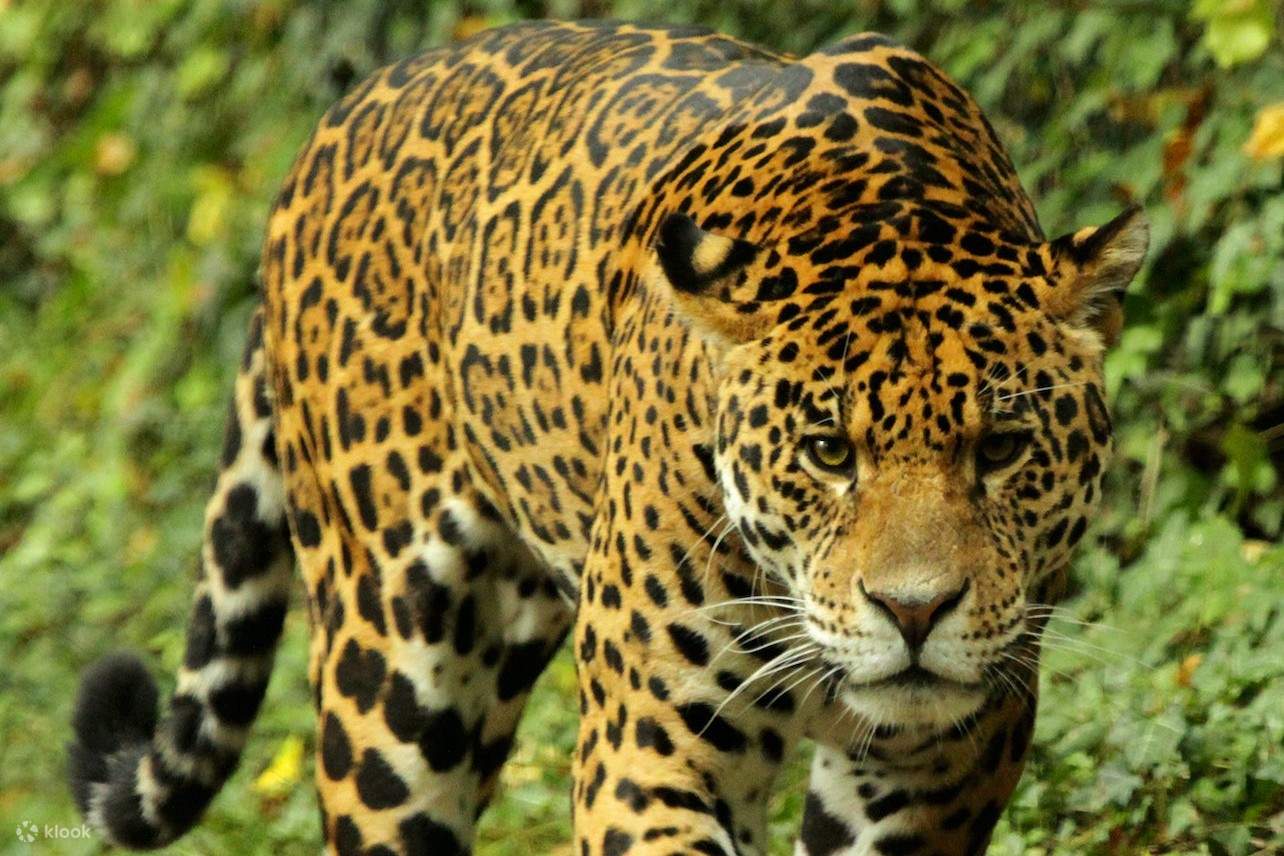 덮칠 준비가 된 치타