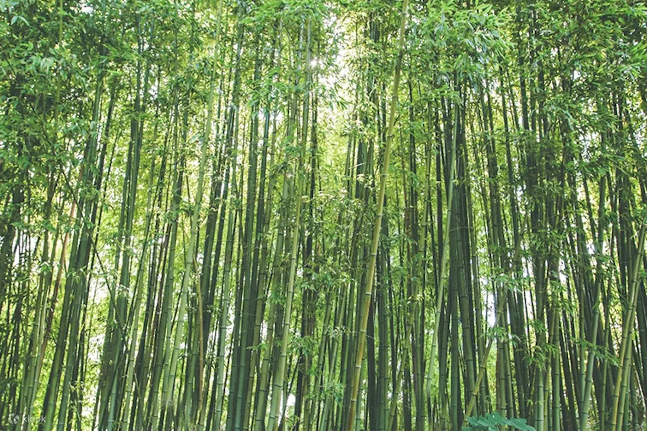 探索这颗地中海瑰宝，这里的每一种植物都诉说着一个故事