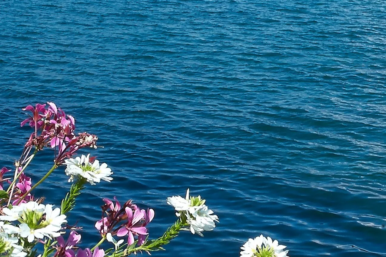 蓝色的大海和色彩缤纷的花朵