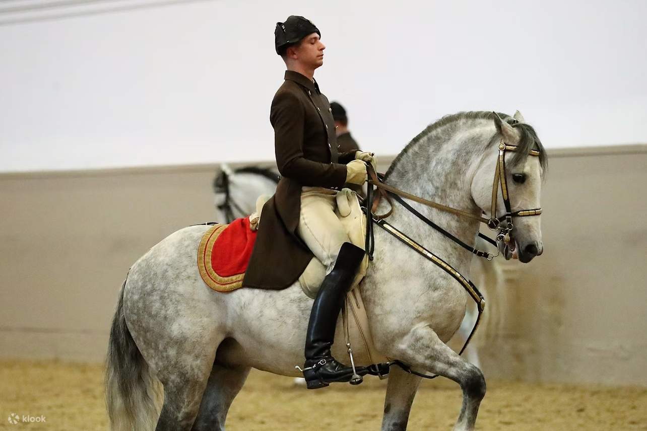 Saksikan Lipizzaners yang agung beraksi di Sekolah Berkuda Spanyol yang terkenal di Wina