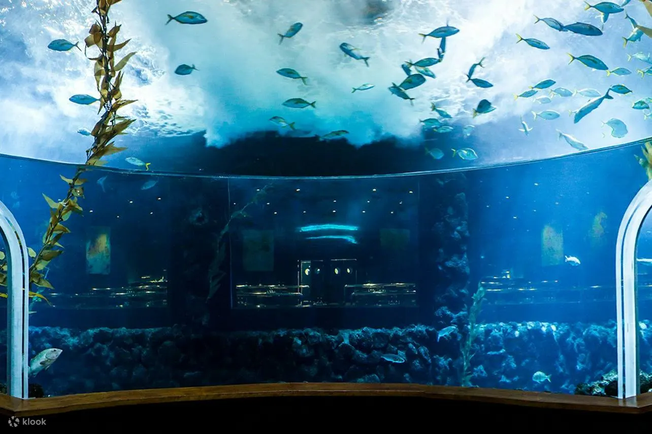 水族馆里的鱼
