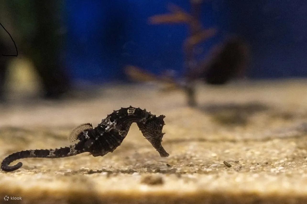 巴黎水族馆