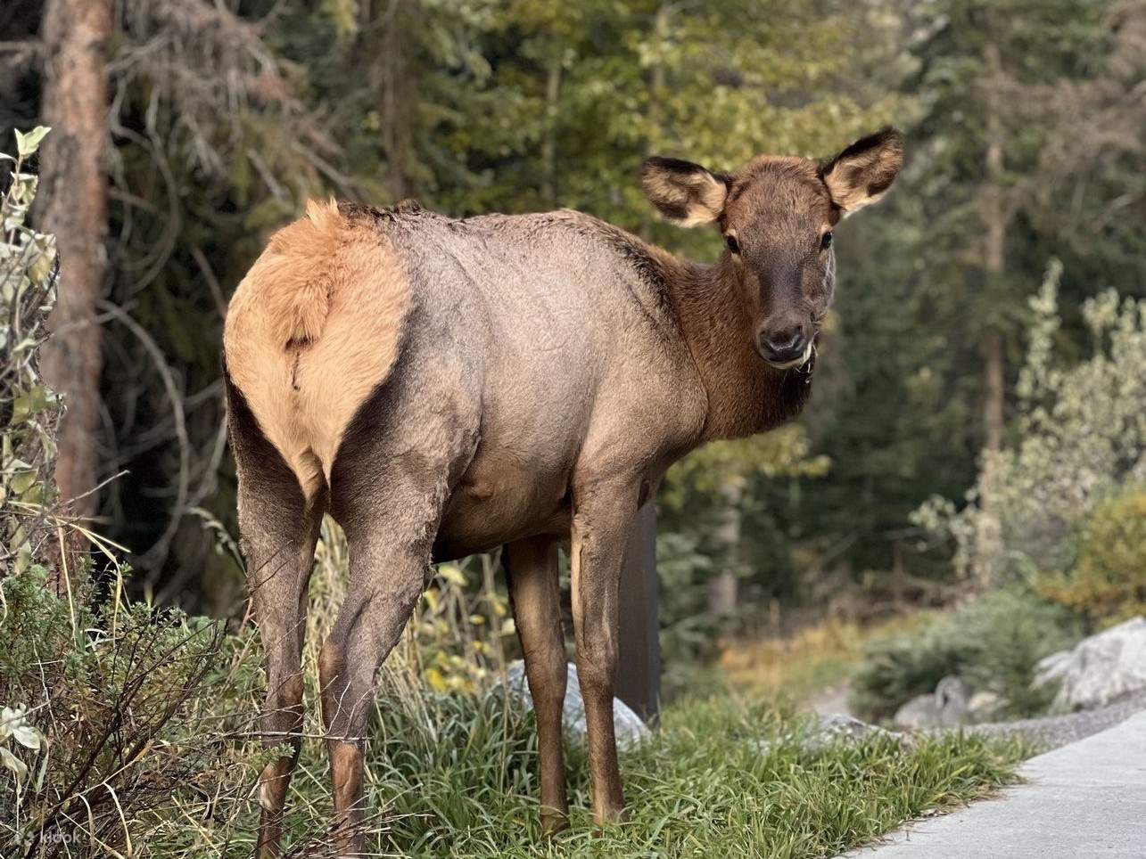 Majestätische Elche grasen friedlich auf offener Wiese, das Geweih als Silhouette vor dem leuchtenden Sonnenuntergangshimmel