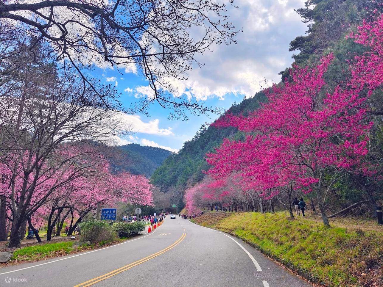 Wuling Farm Wuling Farm Cherry Blossom Season One-Day Tour (Departing from Taichung ...