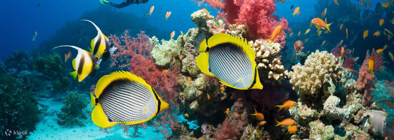 Experiencia de buceo en Yeda