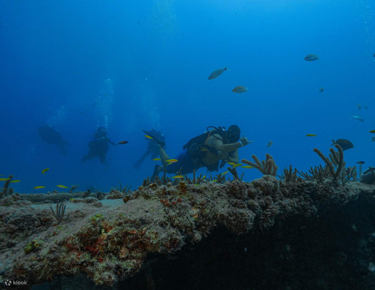 キー・ビスケーンのナイトロックスコースでダイビング時間を延長し、活気に満ちたサンゴ礁でより長く安全なダイビングをお楽しみください。