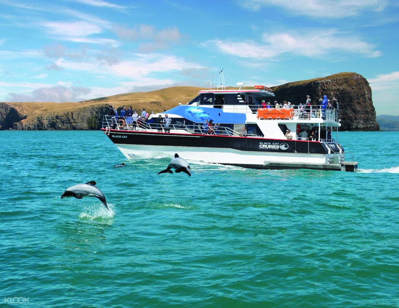 dolphin cruises akaroa