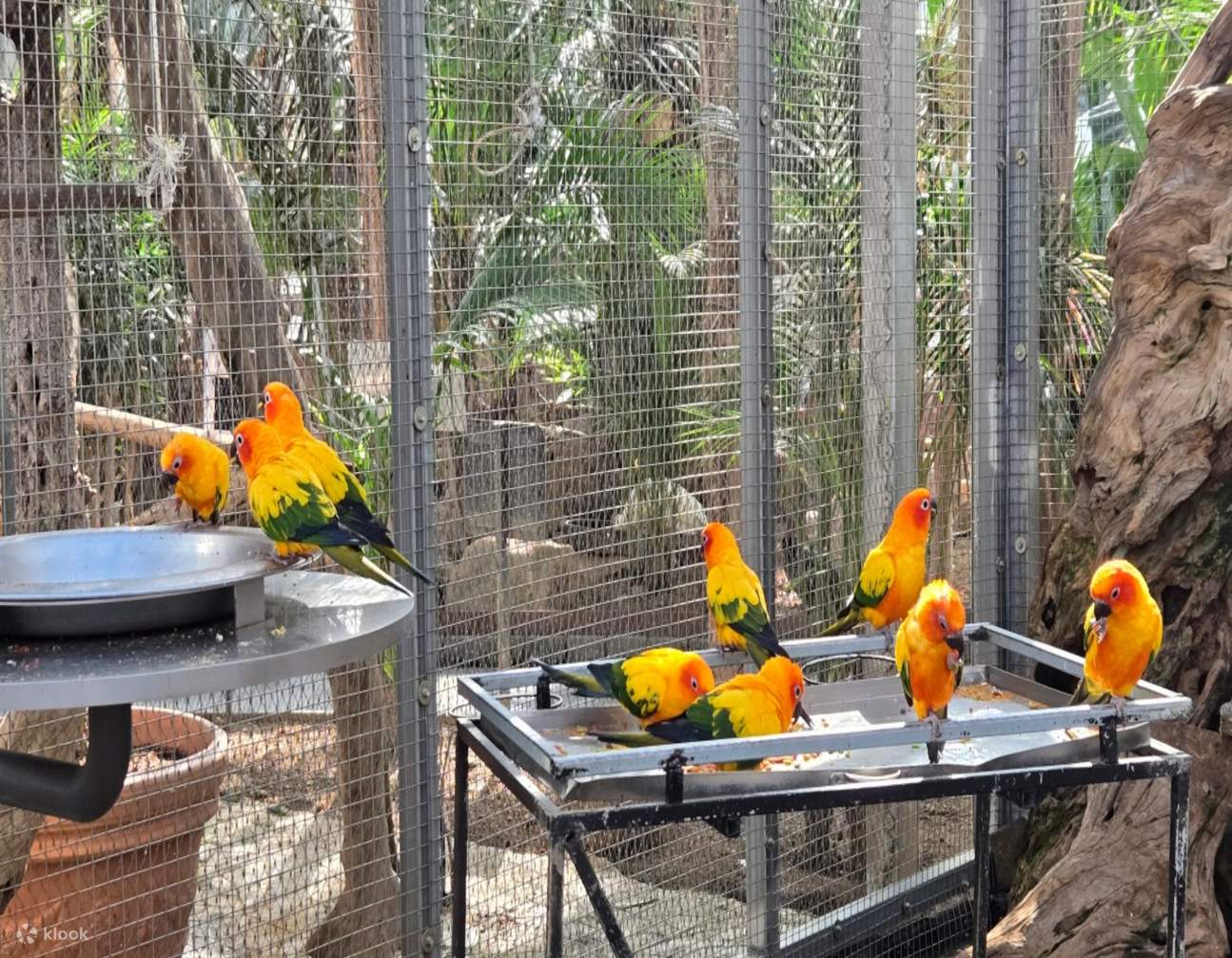 [Instagrammable] Alpaca World, Begonia Garden & Riverside Photo Tour ...