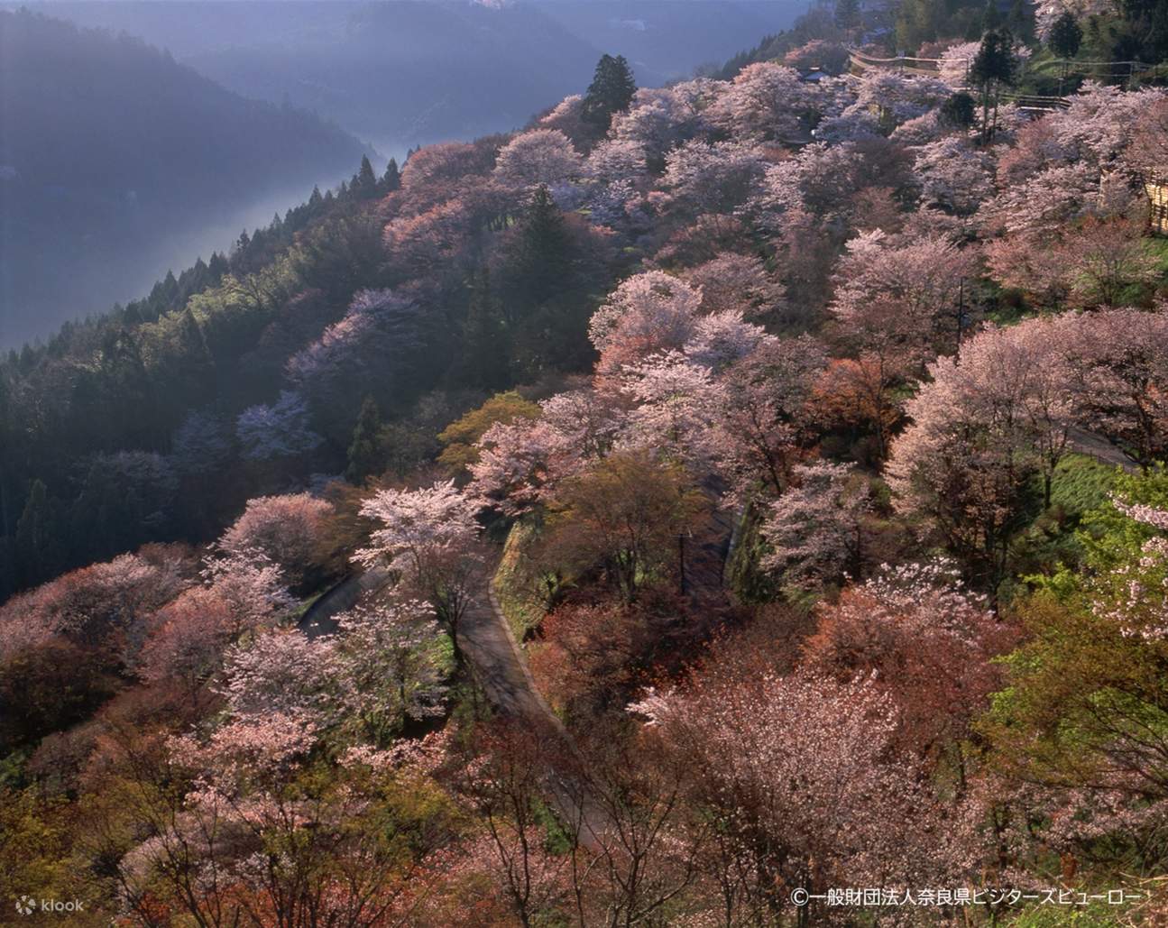 yoshino nara wallpaper