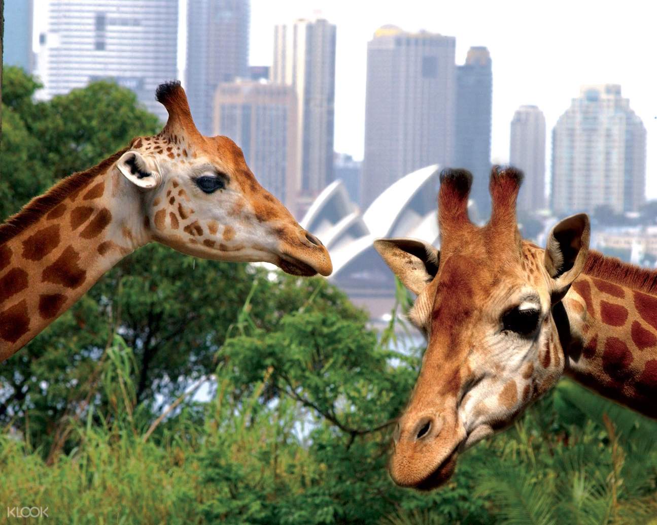 taronga zoo toys