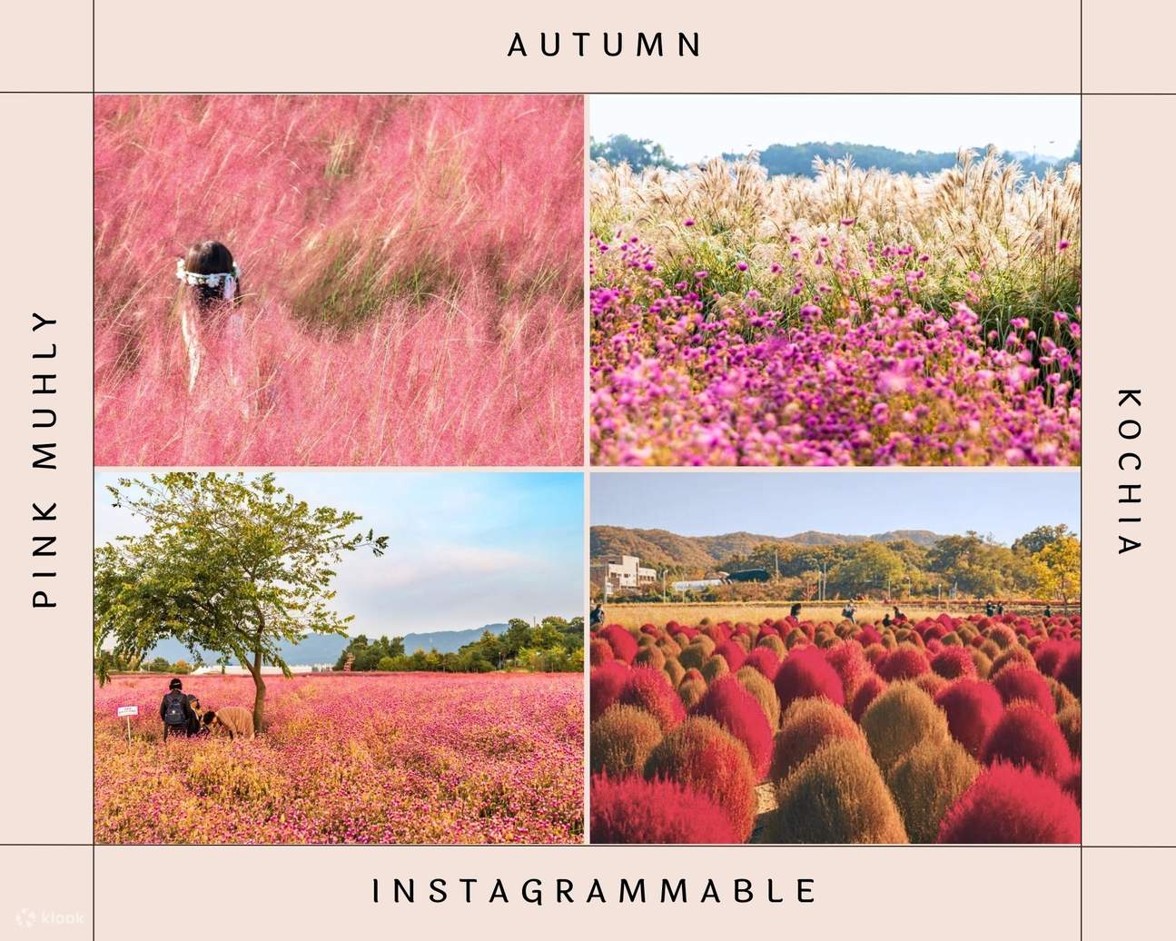 🍁 Have a pink autumn at Nari Park, Korea Travel
