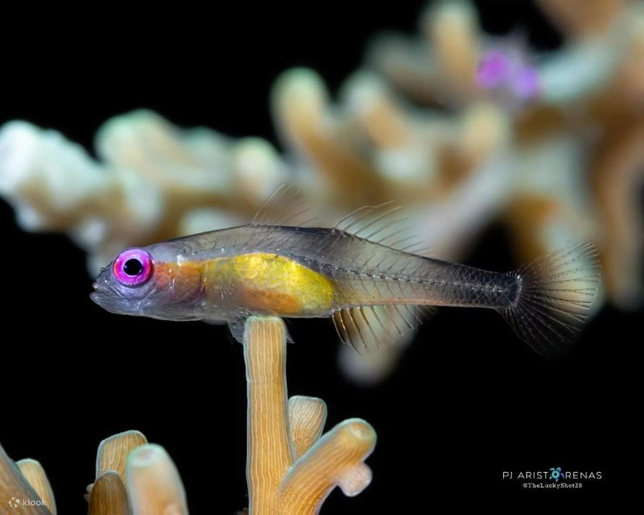 Открытый дайвер в Пуэрто-Галера с 5-звездочным IDC Resort PADI