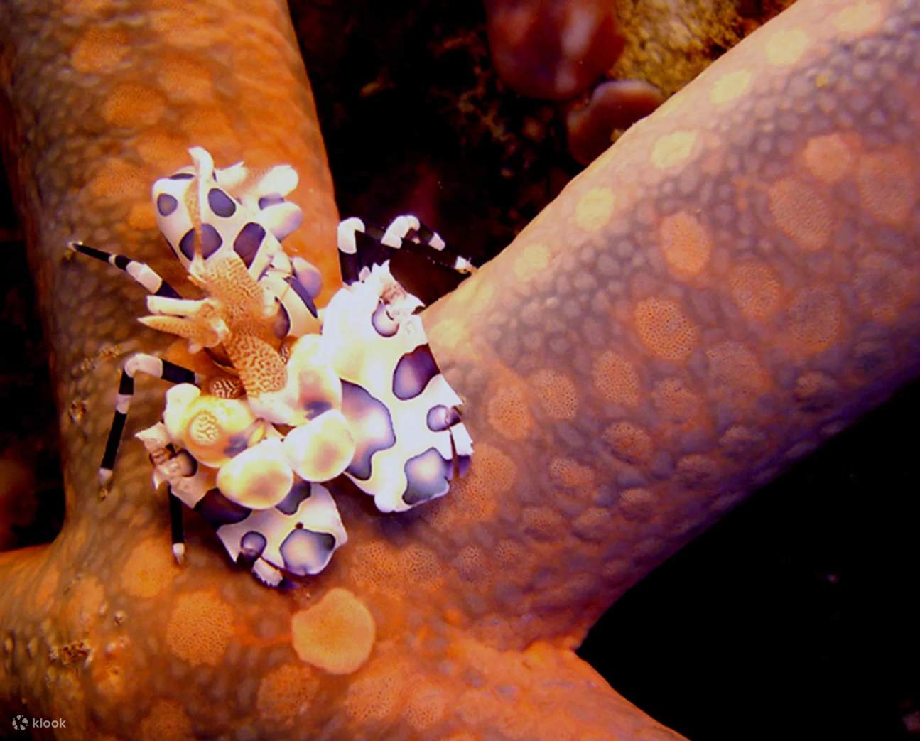 カウアヤンのサンゴ礁に隠された宝物を発見しましょう。色鮮やかな小さな生き物たちが、活気に満ちたサンゴの中に隠れています。