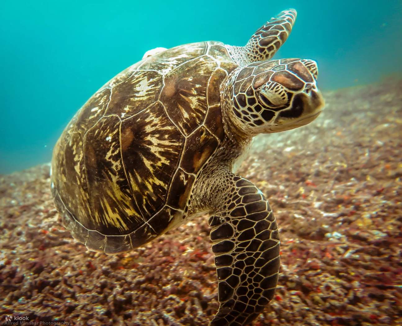 Open Water Diver in Lombok with PADI 5 Star Dive Resort Learn to Dive