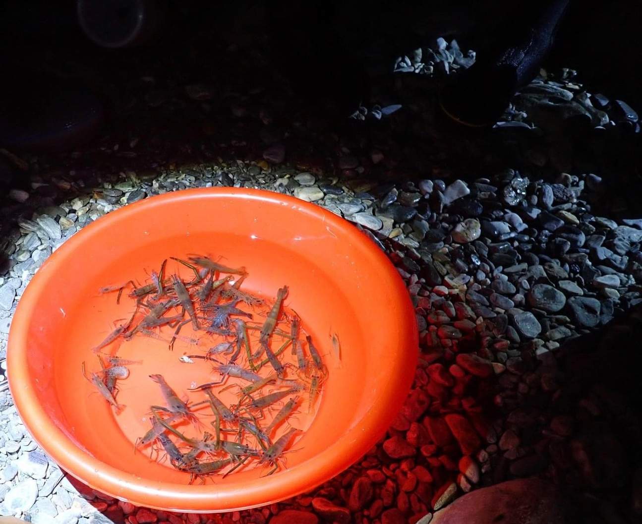Nachtwanderung in Hualien zum Flussgarnelenfangen