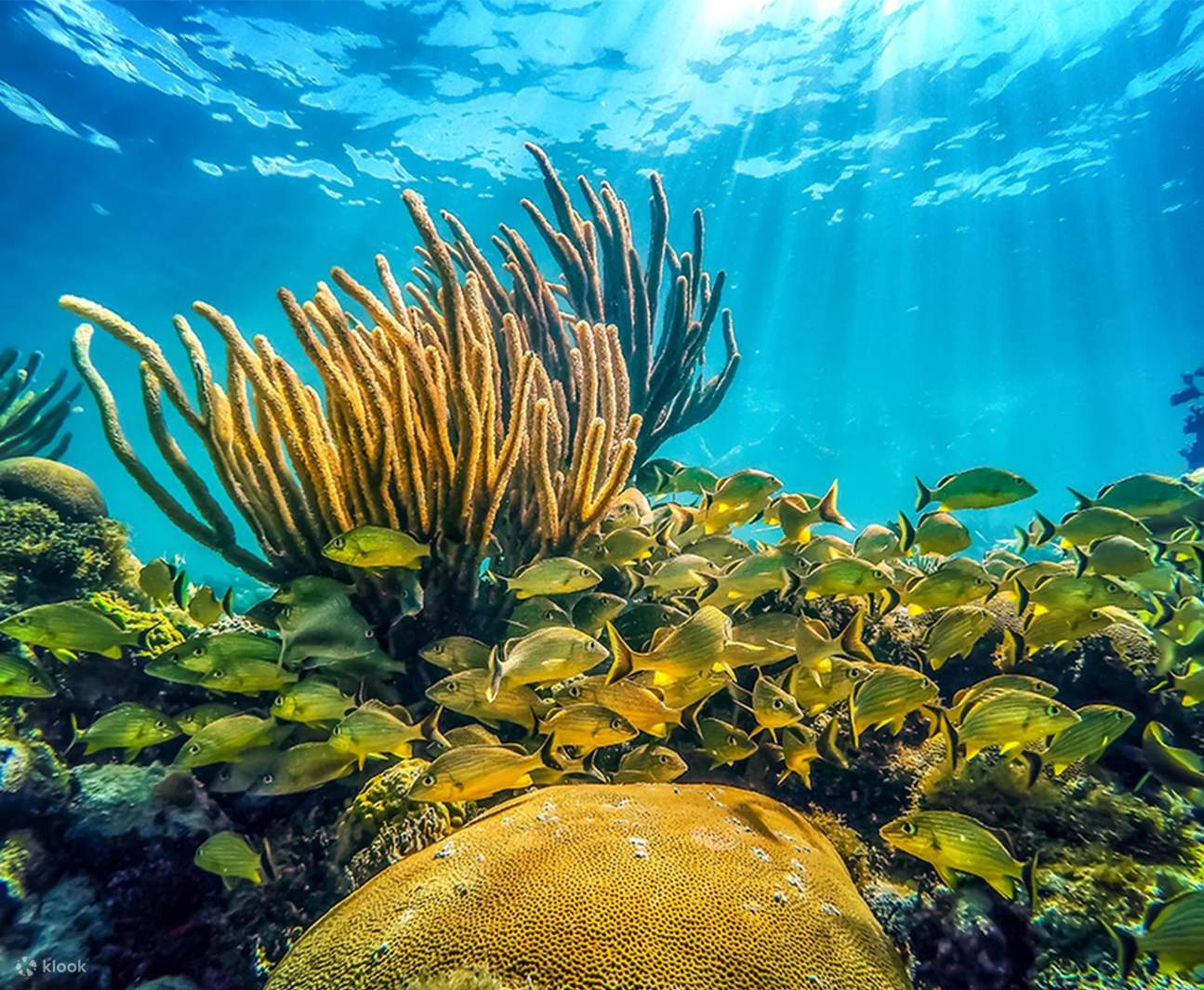 Erweitern Sie Ihre Fähigkeiten und tauchen Sie tiefer ein mit unserem Advanced Diver Kurs in Key Largo.