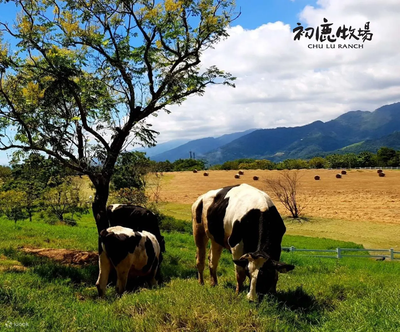 初鹿牧场乳牛