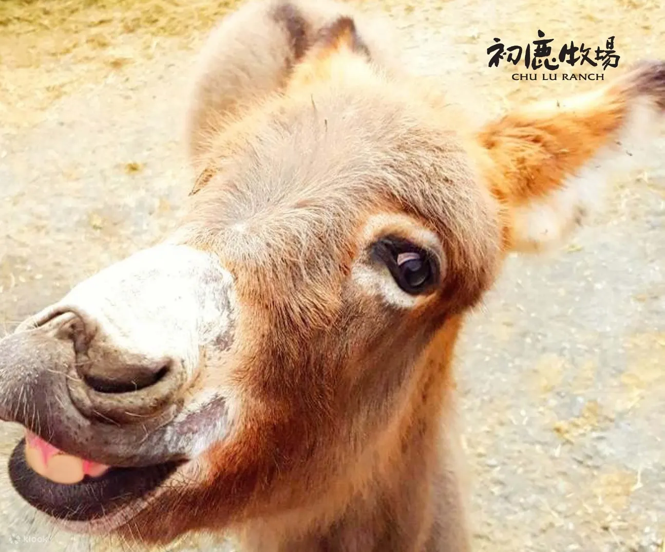 全台湾最大的坡地牧场，面积大约67公顷