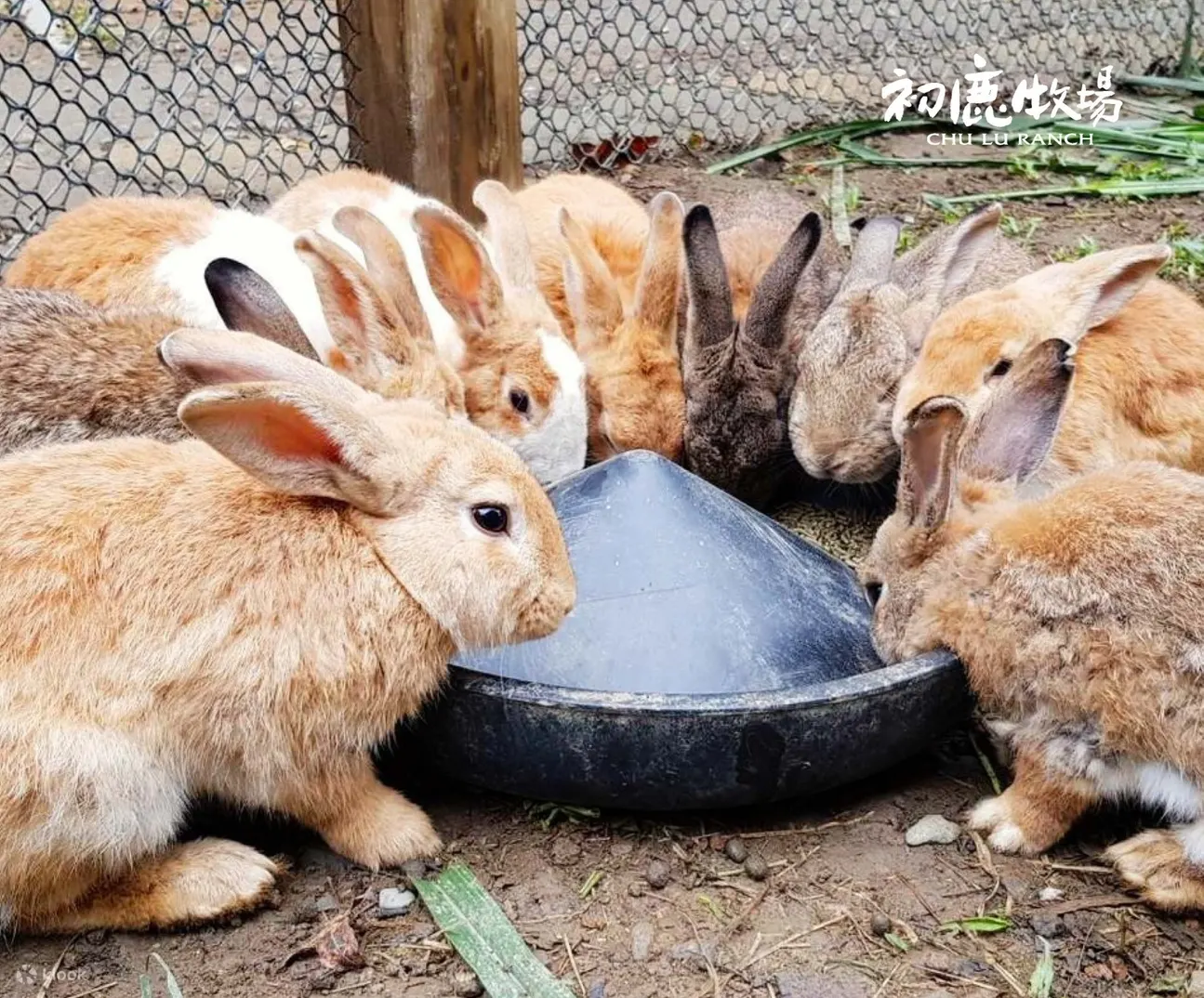 兔子喂食