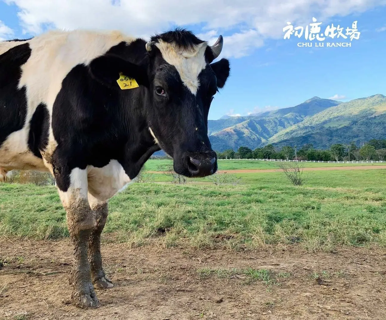 来到初鹿牧场，让身心灵放松享受宁静时光，保持着一种独特的生活步调，享受慢活哲学