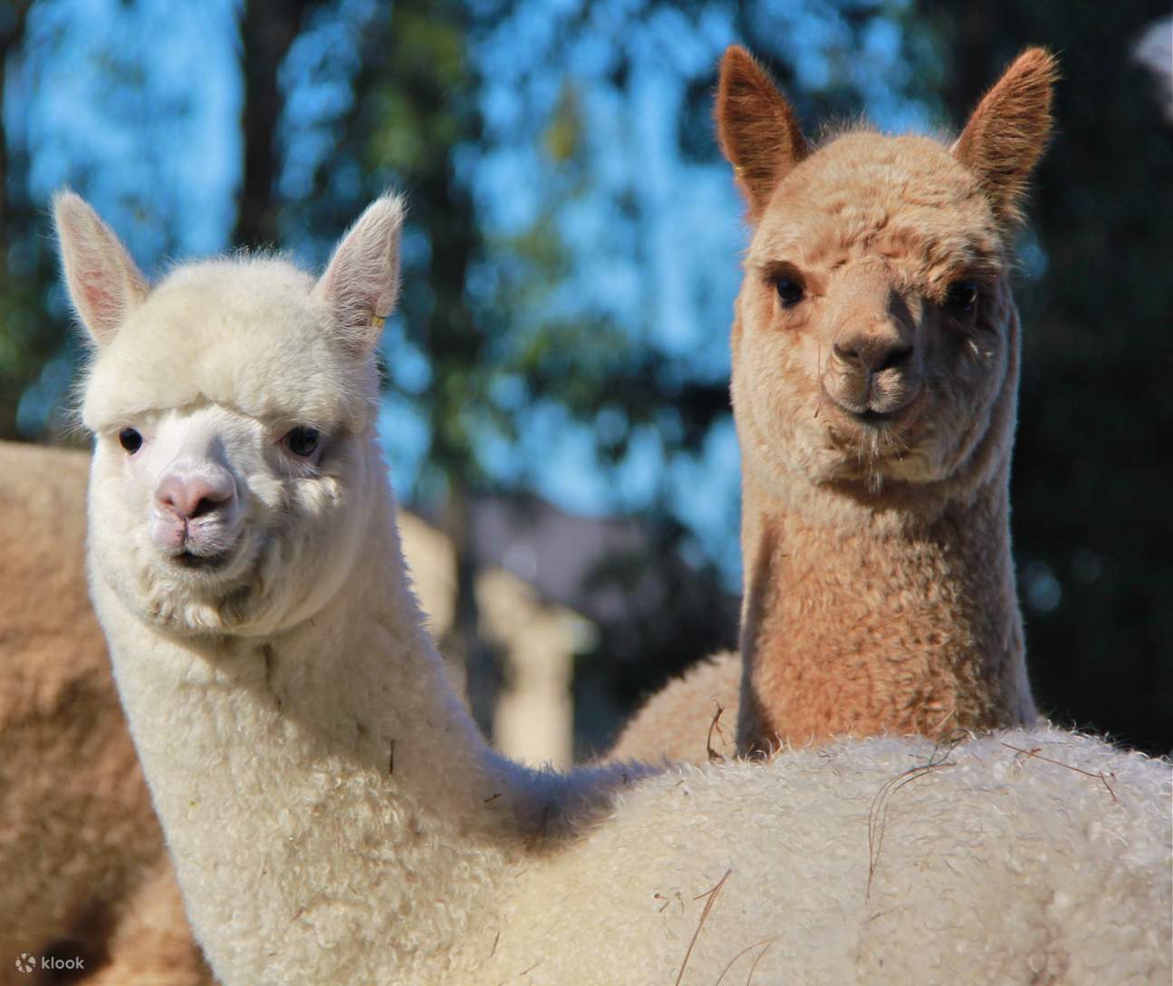 Cornerstone Alpaca Farm Klook Australia