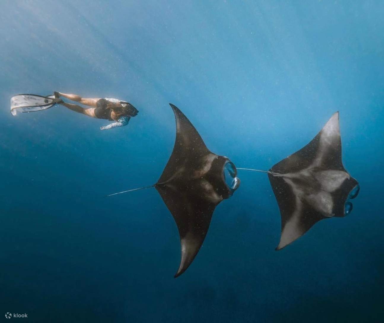 Tour de esnórquel en Manta Point y Nusa Penida Oeste