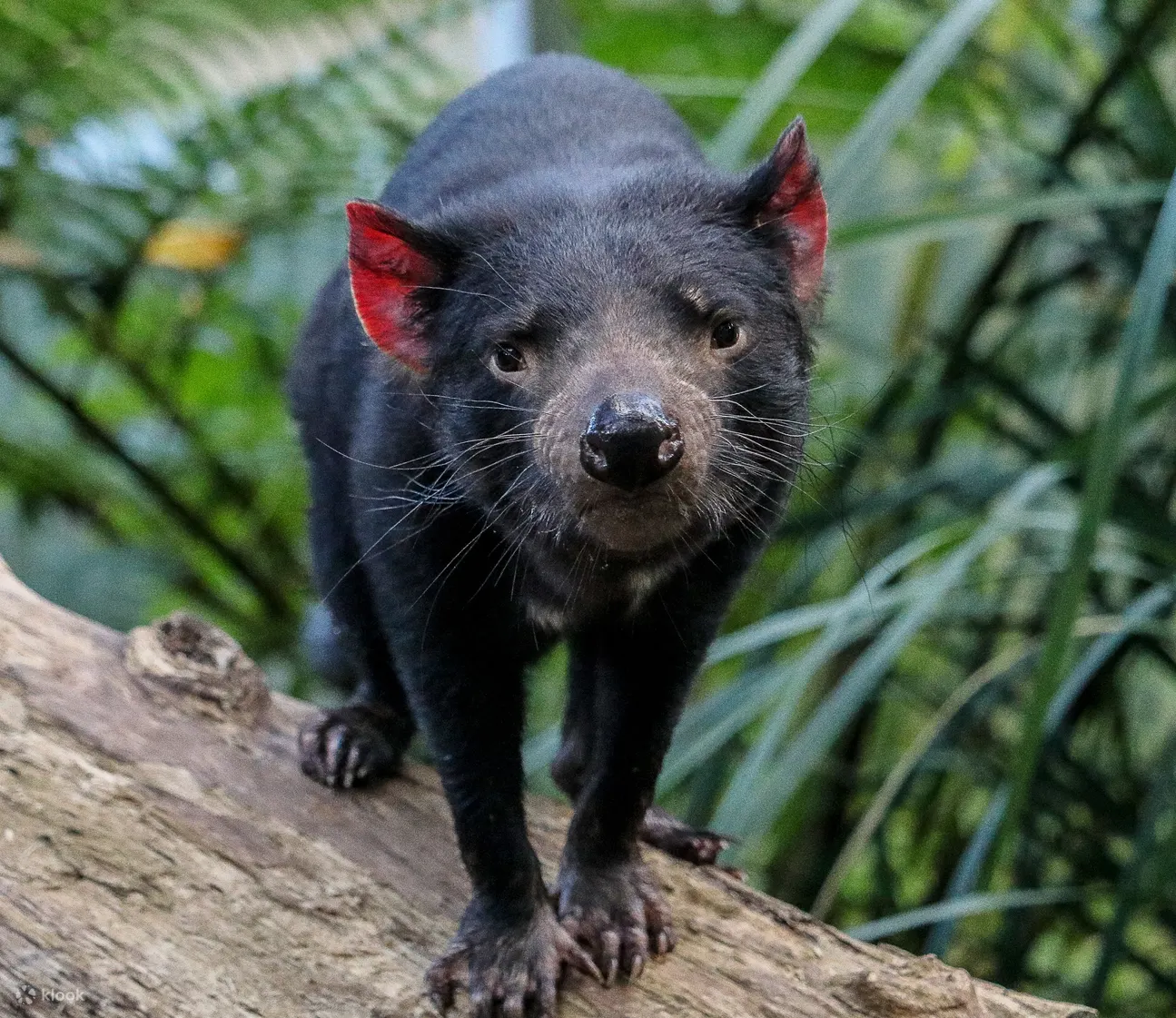 Currumbin Wildlife - Currumbin Wildlife Tasmanian Devils