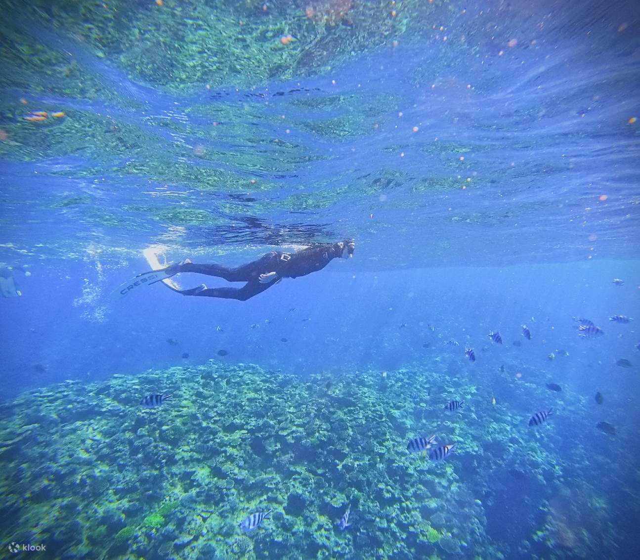 【韓国語ツアー】沖縄青の洞窟ファンダイビング（ボートエントリー／写真無料／ライセンス不要）