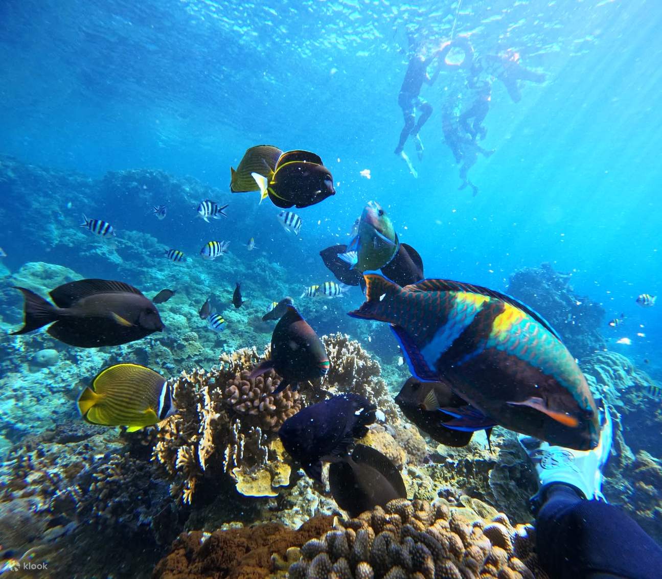 Sepuluh Tapak Menyelam Terbaik Dunia - Snorkeling di Pulau Green | Pengalaman Snorkeling di Shilang atau Chai Kou