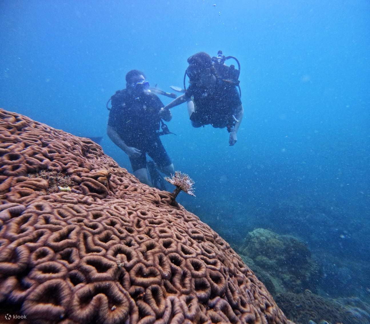 Penyelaman Scuba Penemuan Profesional