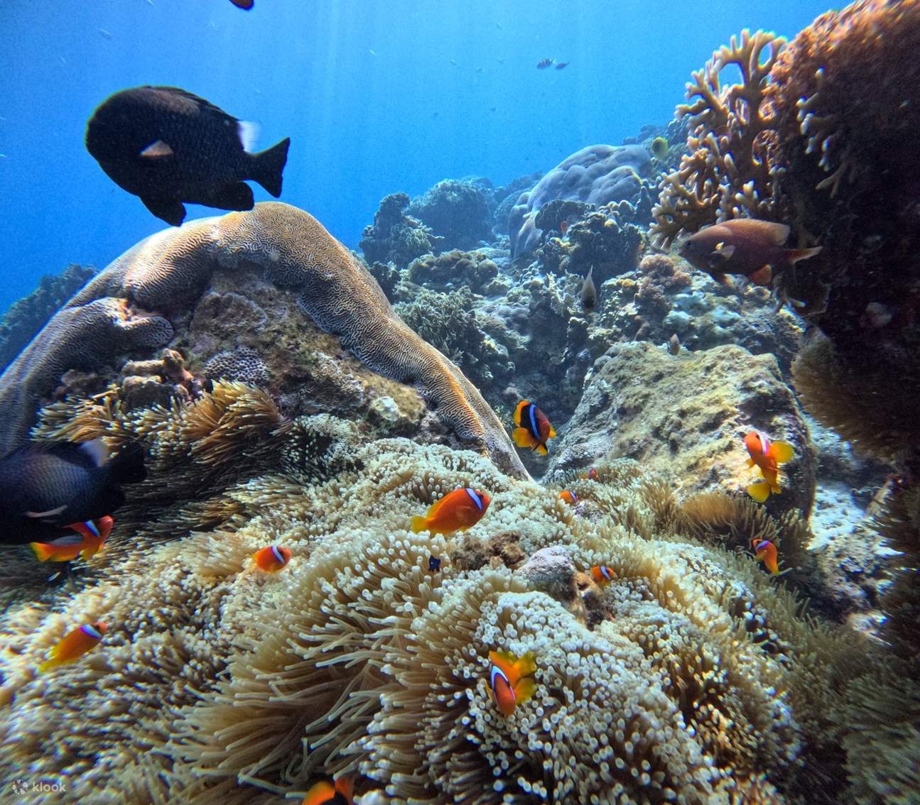 Pagsisid Taitung: Green Island Huwanggiao Snorkeling at Paglalakbay sa Pagsisid ...