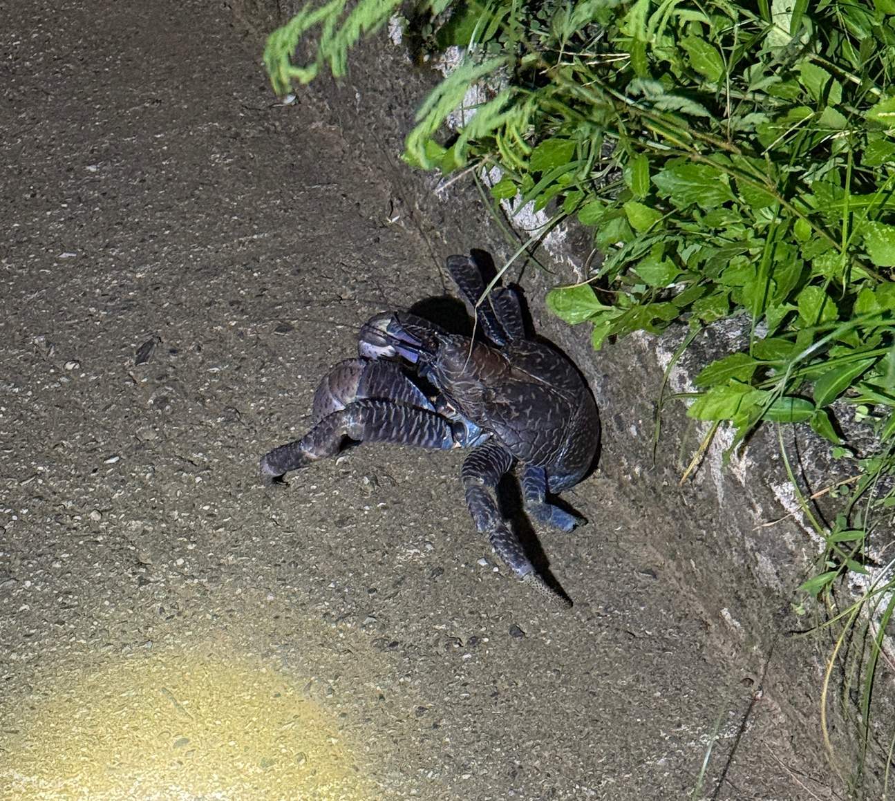 Panduan Penerokaan Mendalam Pulau Green｜Pengalaman Snorkeling di Tapak Menyelam Bertaraf Dunia x Terjun Gaung Tersembunyi yang Menakjubkan x Lawatan Malam ke Rusa Sambar dan Penerangan Tempat Bersejarah