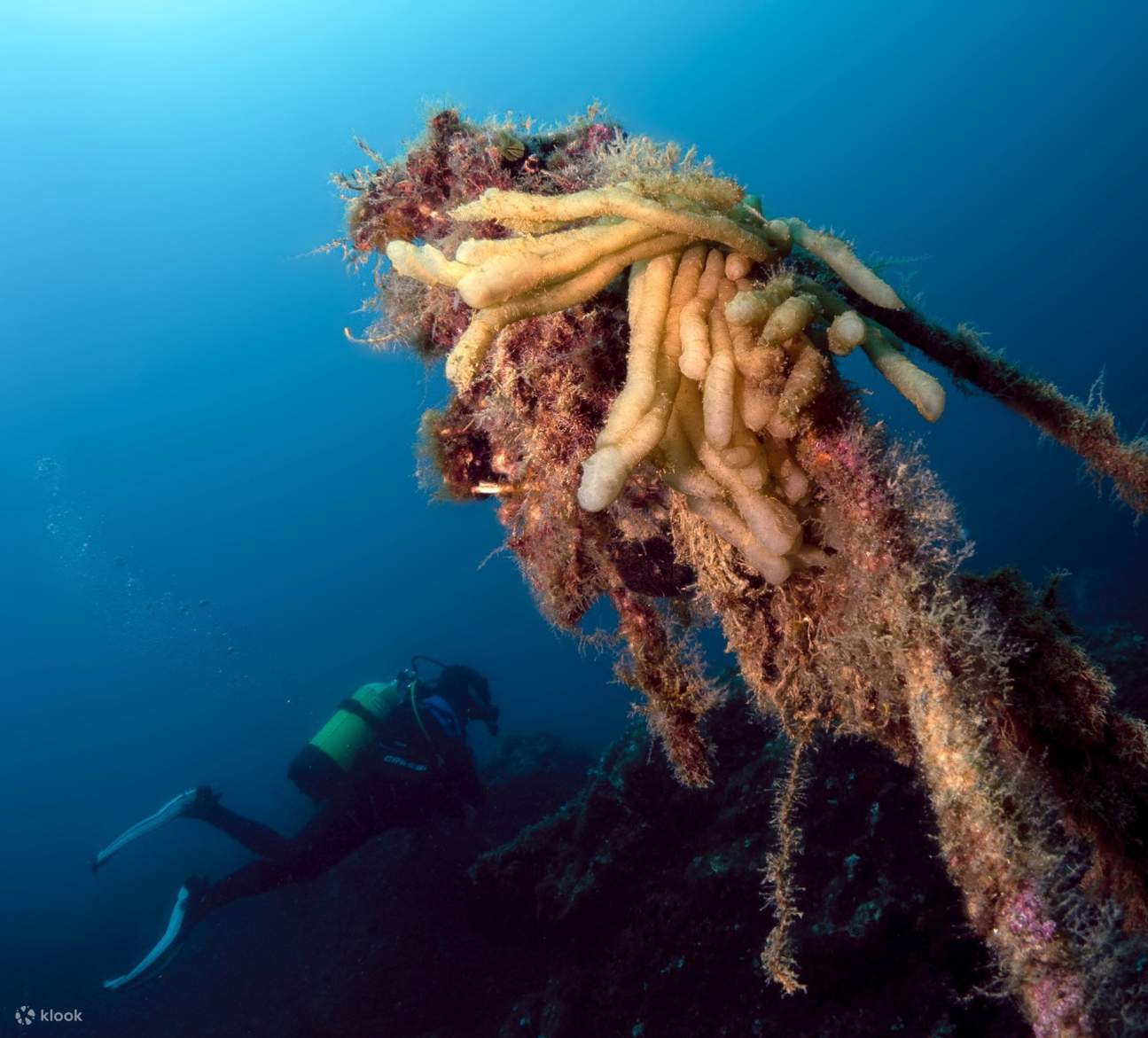 PADIアドバンスド・オープン・ウォーター・ダイバー