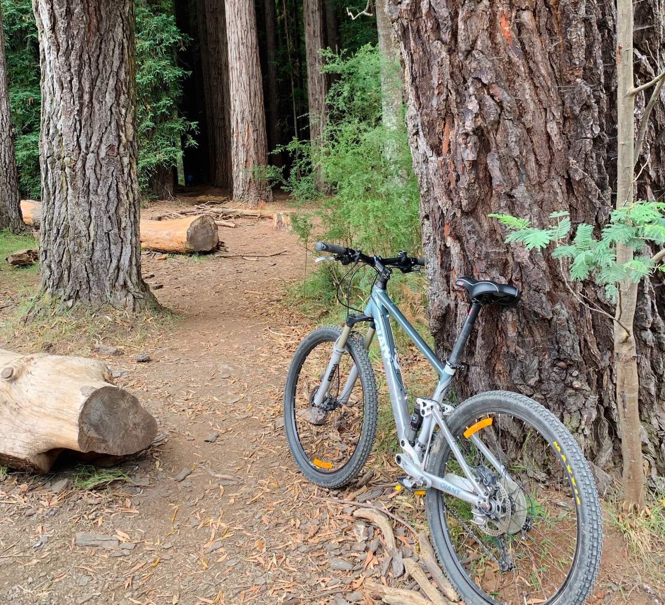 Redwood Forest Mountain Bike Adventure Klook India