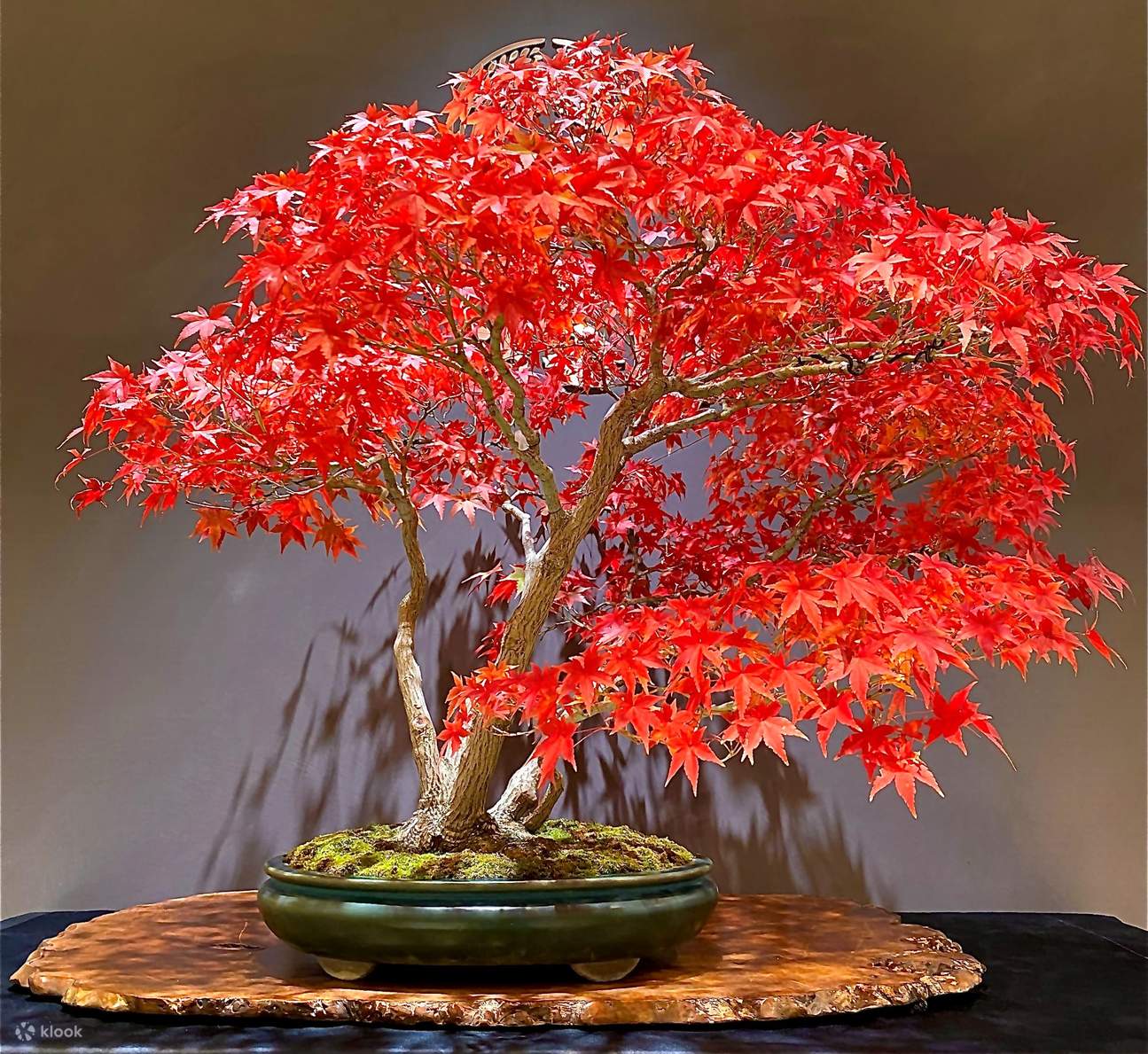 Authentic Bonsai Art Experience: Direct Access from Tokyo Station - Klook  United States