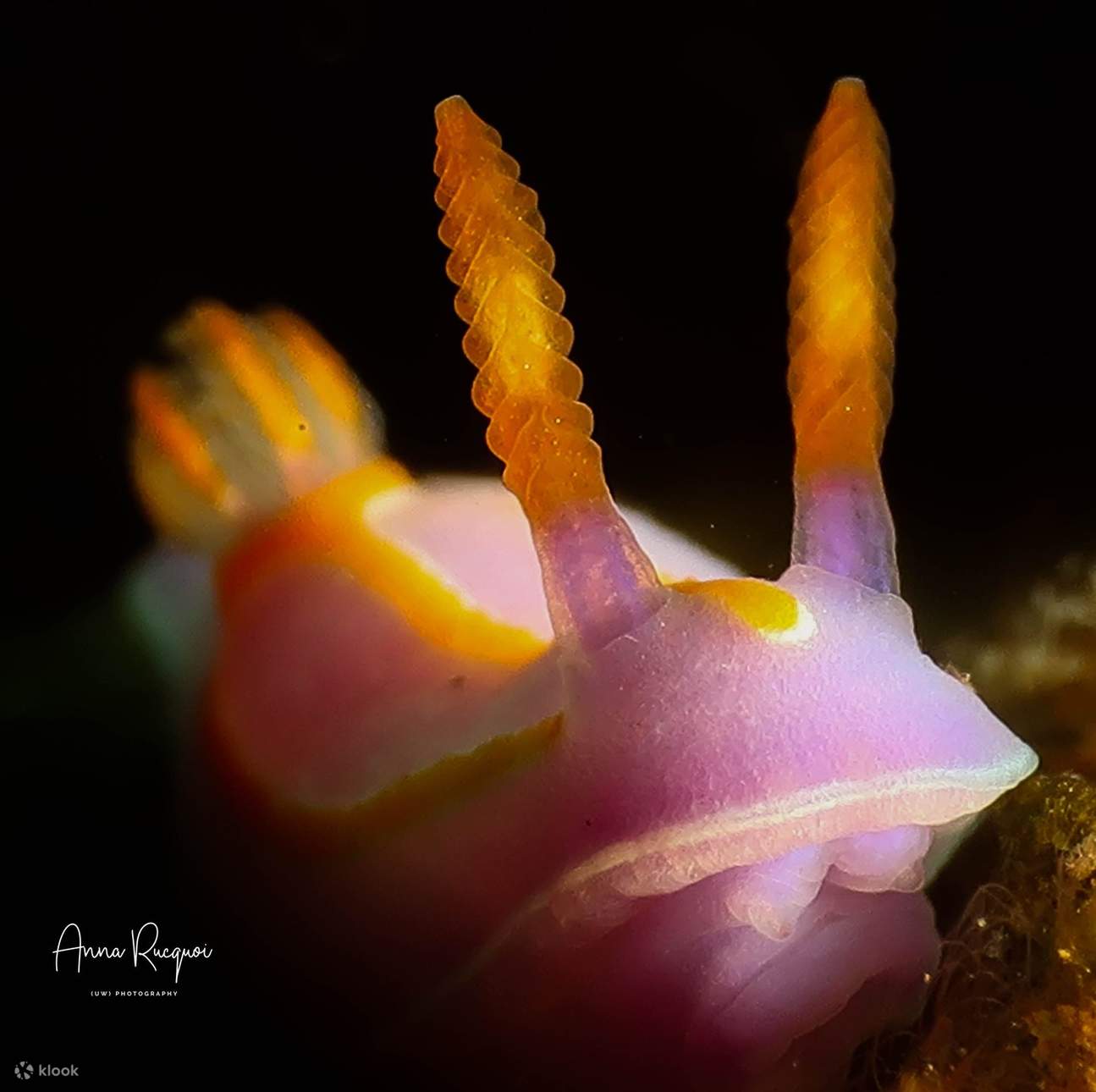 หลักสูตรดำน้ำเบื้องต้น (Open Water Diver) จากสถาบัน PADI