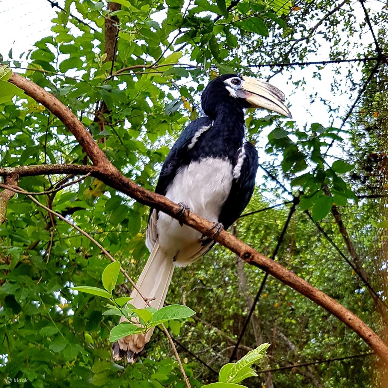 Oriental pied hornbill