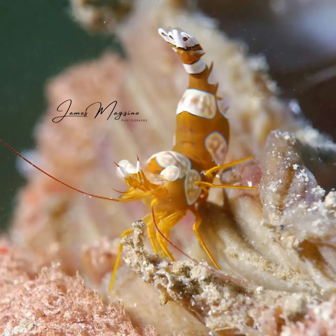 PADI 高级开放水域潜水员