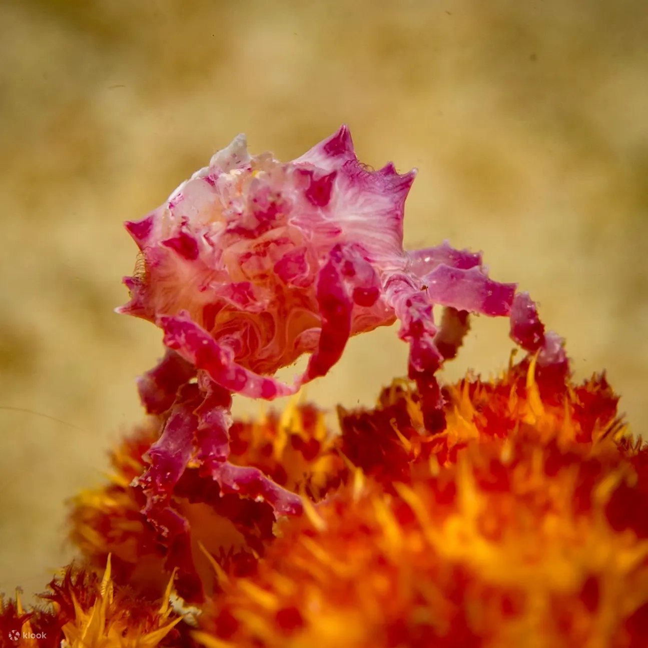 海洋生物动物