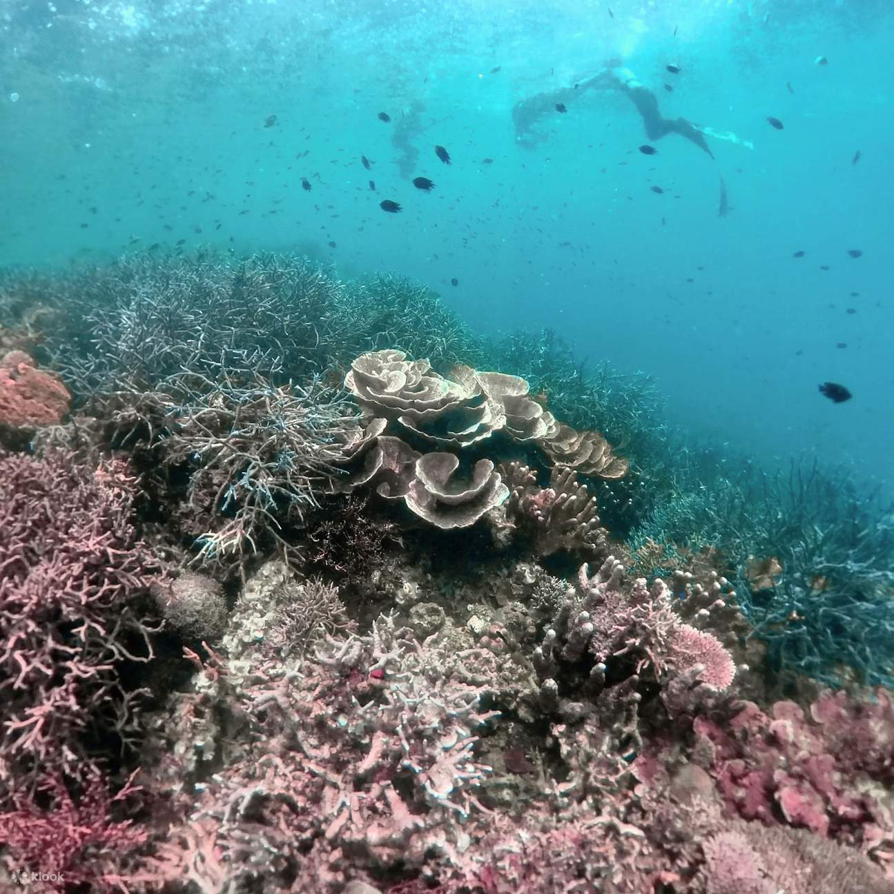 Soyez émerveillé et admirez les récifs sous-marins.