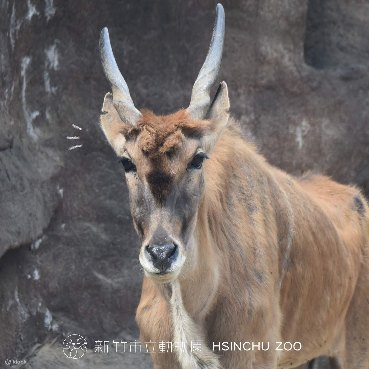 Zoológico Municipal de Hsinchu
