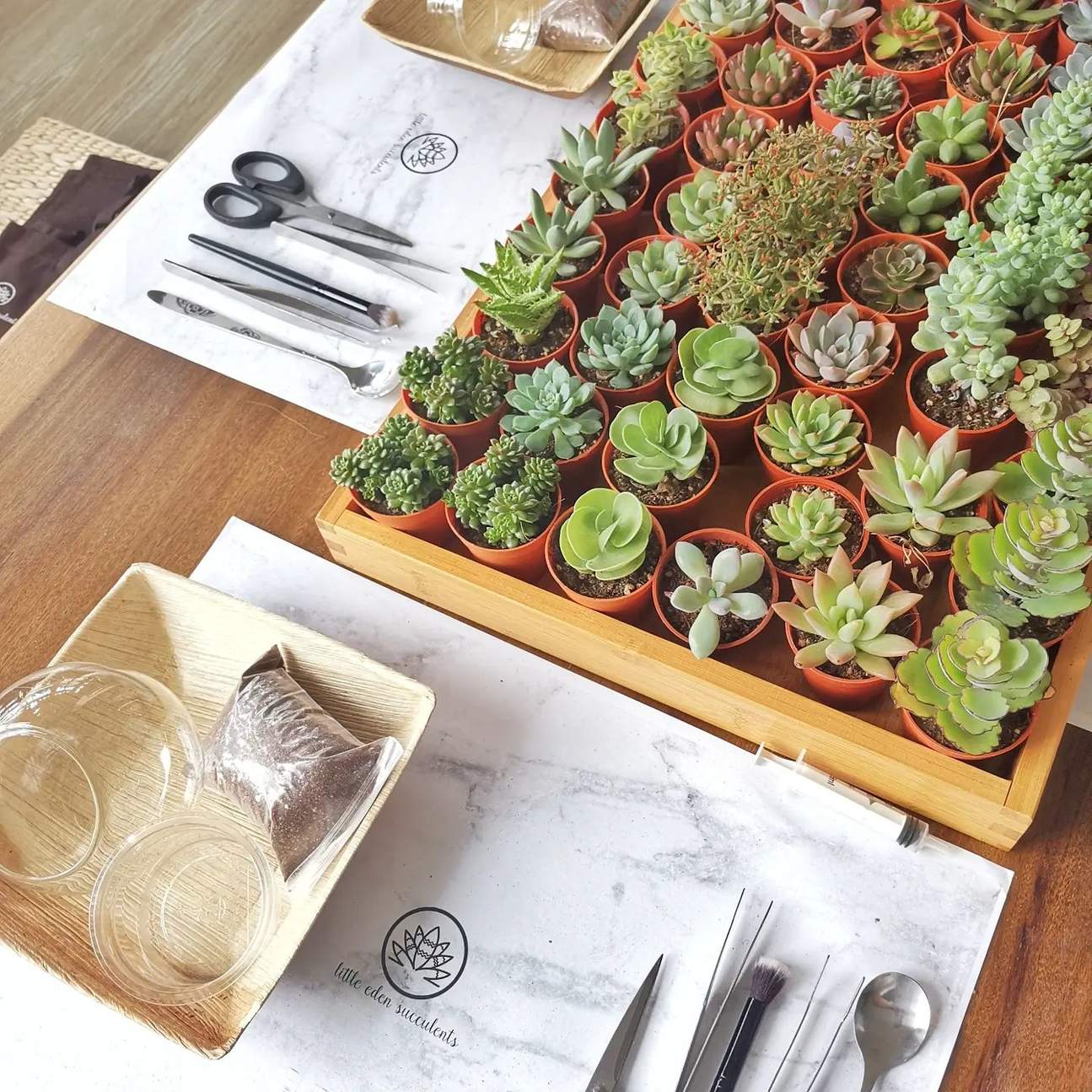 Little Eden Succulents