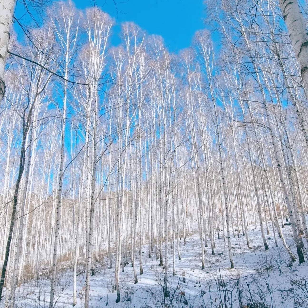 Snow Wondaeri Birch Forest + Maebawi Icewall Day Tour from Seoul